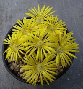 LITHOPS DOROTHEAE - Ce-i frumos si lui Dumnezeu ii place
