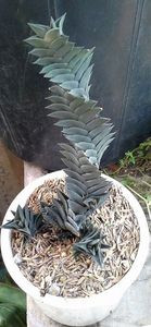 Haworthia viscosa spiralis - Ce-i frumos si lui Dumnezeu ii place