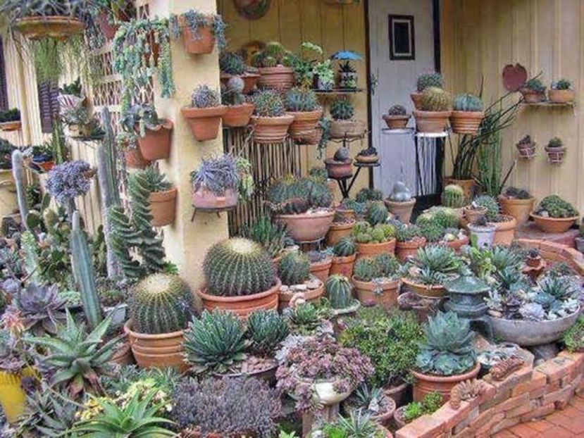 Cactus and suculent plant - Ce-i frumos si lui Dumnezeu ii place