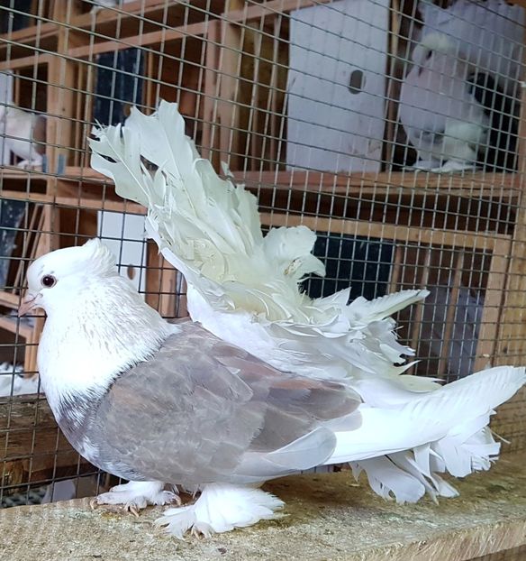  - VOLTATI INDIENI PENTRU 2023