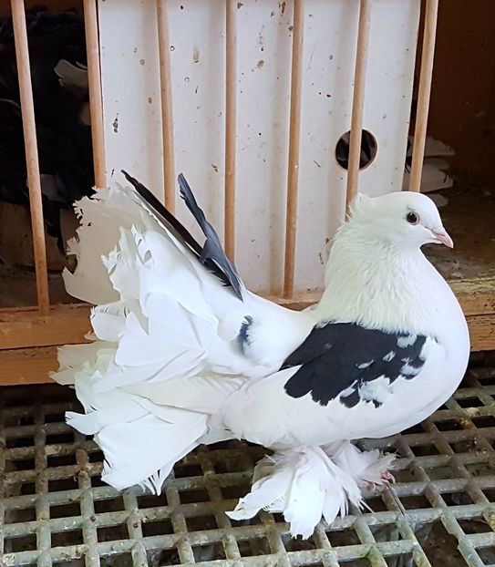  - VOLTATI INDIENI PENTRU 2023