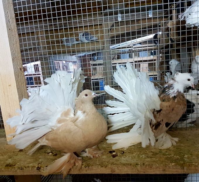  - VOLTATI INDIENI PENTRU 2023