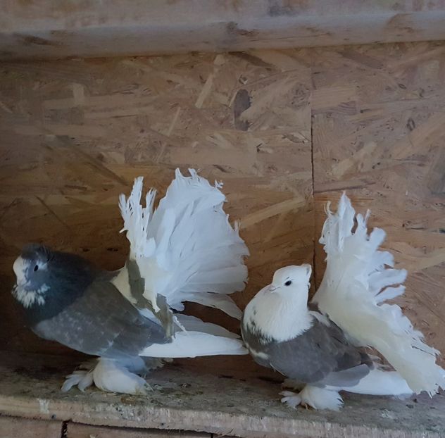  - VOLTATI INDIENI PENTRU 2023