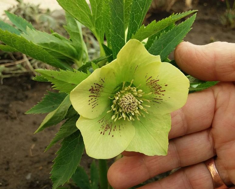 Helleborus Yellow Lady - 2018 plantele mele