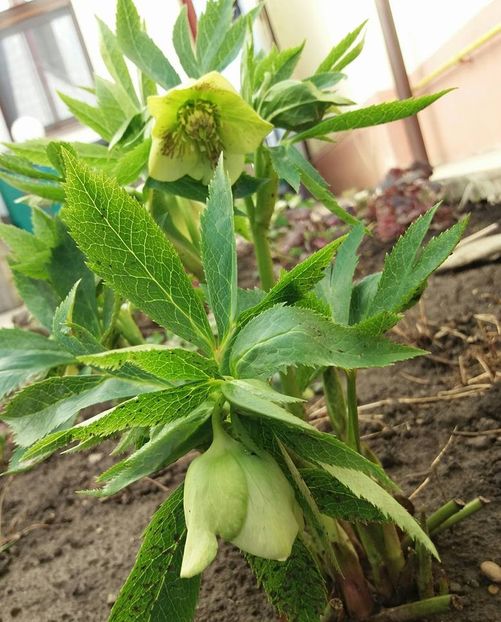 Helleborus Yellow Lady - 2018 plantele mele
