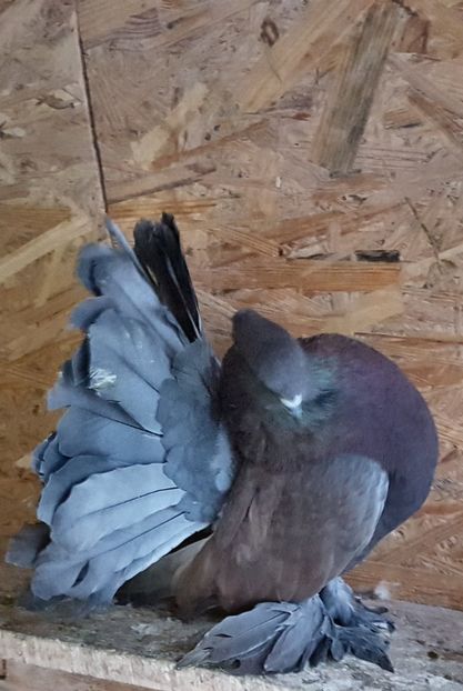  - VOLTATI INDIENI PENTRU 2023