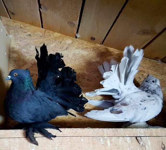  - VOLTATI INDIENI PENTRU 2023