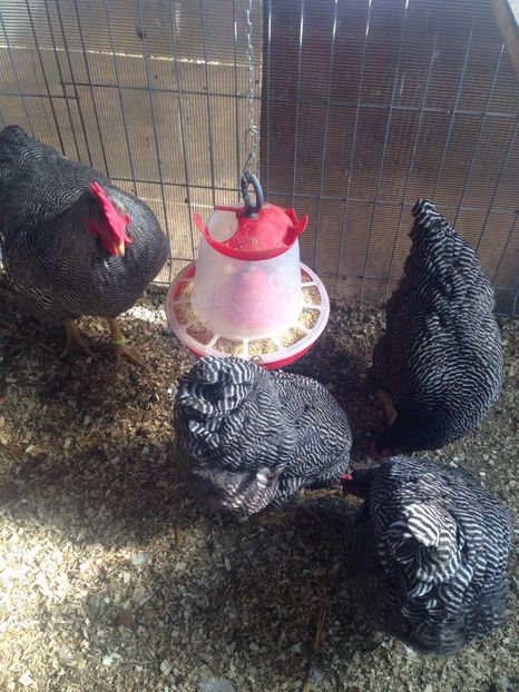 29250122_1731659010223807_5932826741885108224_o - PLYMOUTH ROCK BARAT-2018