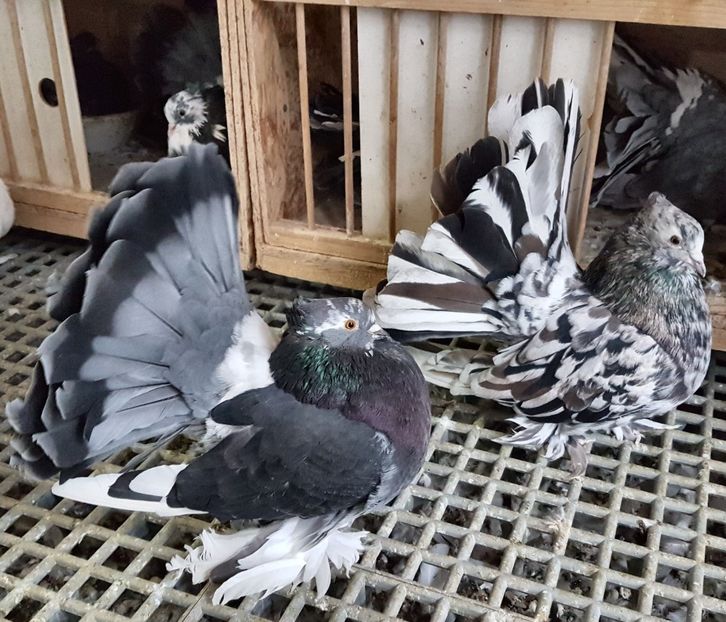  - VOLTATI INDIENI PENTRU 2023