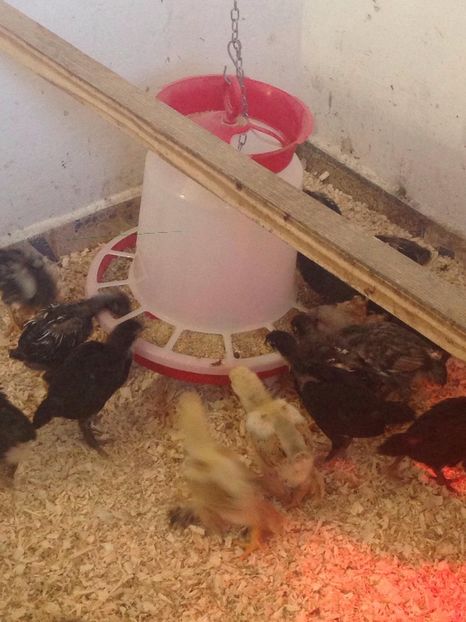 29249838_1731655266890848_2468064392135049216_o - PUI 2018 AUSTRALOP WYANDOTTE