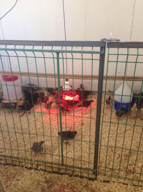 29250103_1731654993557542_8840470114663923712_o (1) - PUI 2018 AUSTRALOP WYANDOTTE