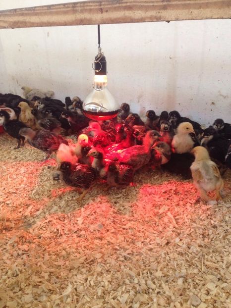 29243714_1731660270223681_8272980226191917056_o - PUI 2018 AUSTRALOP WYANDOTTE