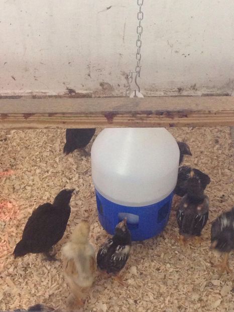 29243731_1731655333557508_504645918407000064_o - PUI 2018 AUSTRALOP WYANDOTTE