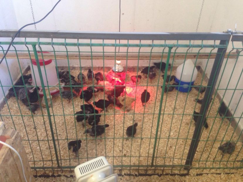 29243958_1731655480224160_166055611895644160_o - PUI 2018 AUSTRALOP WYANDOTTE