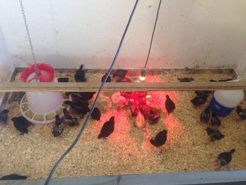 29243974_1731655570224151_8346036769493352448_o - PUI 2018 AUSTRALOP WYANDOTTE