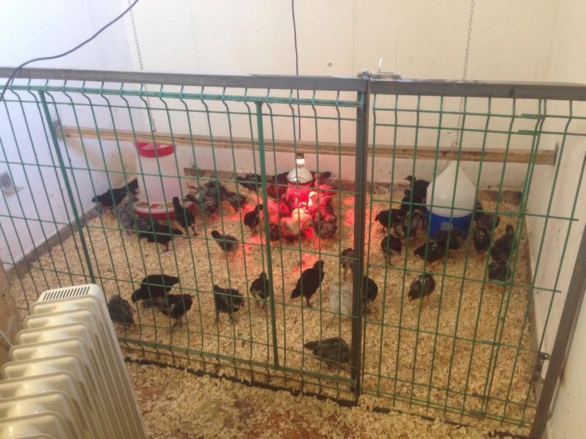 29244074_1731655486890826_5994013576128364544_o - PUI 2018 AUSTRALOP WYANDOTTE