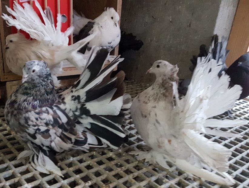  - VOLTATI INDIENI PENTRU 2023