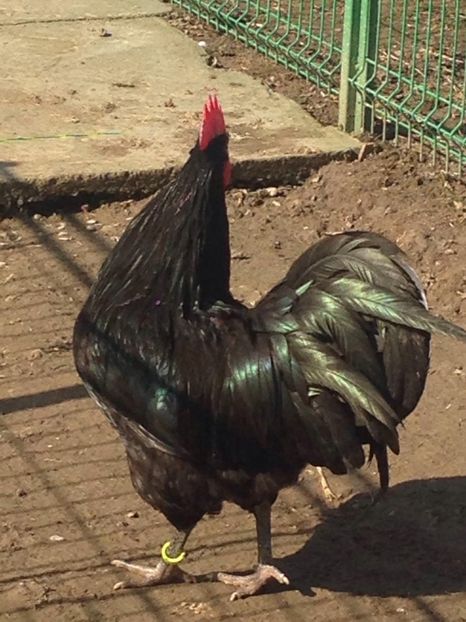 29261344_1731659803557061_7821688612033921024_o - Australorps 2018