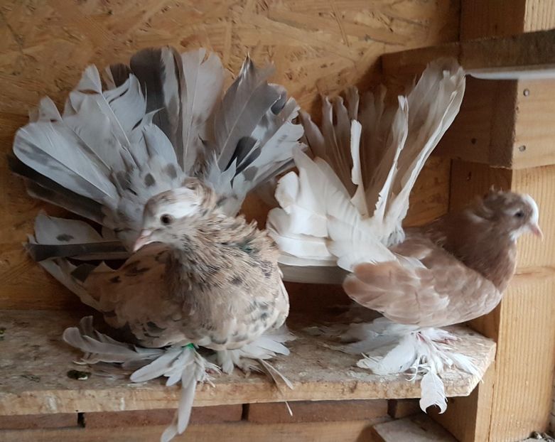  - VOLTATI INDIENI PENTRU 2023