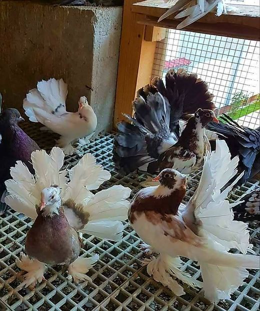 received_786842181495585 - VOLTATI INDIENI PENTRU 2023