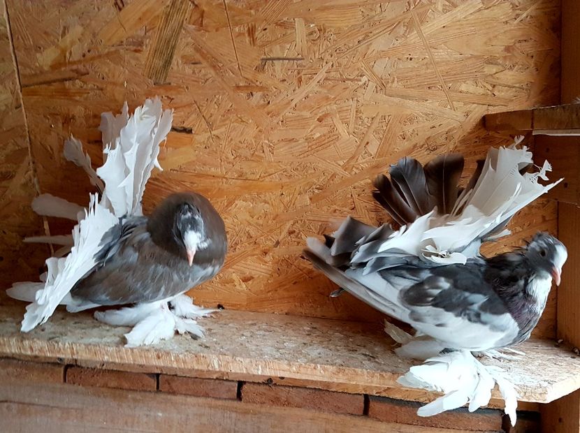  - VOLTATI INDIENI PENTRU 2023