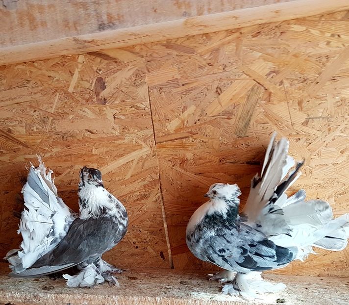  - VOLTATI INDIENI PENTRU 2023