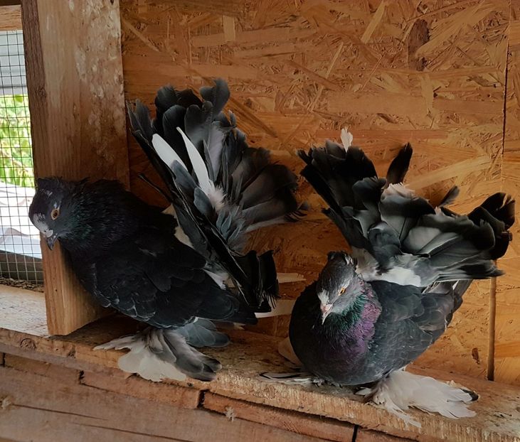  - VOLTATI INDIENI PENTRU 2023