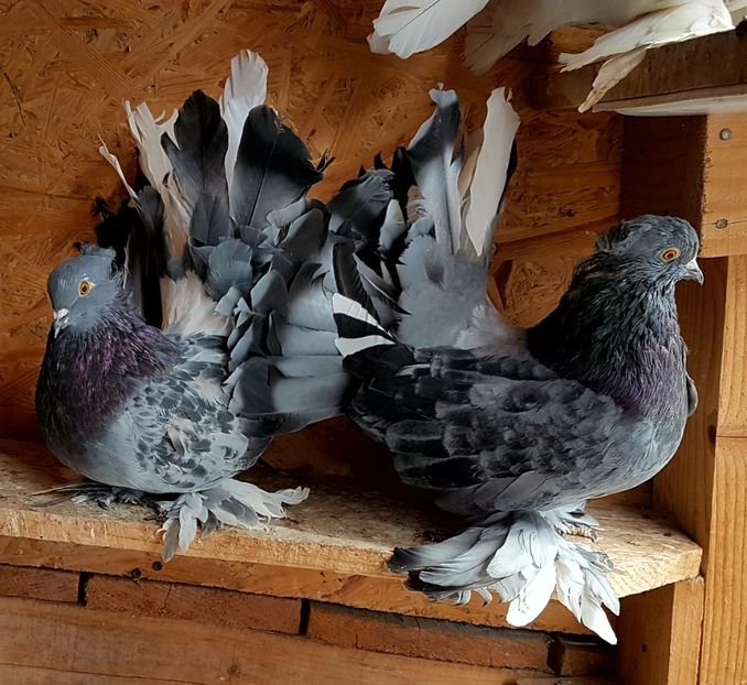  - VOLTATI INDIENI PENTRU 2023