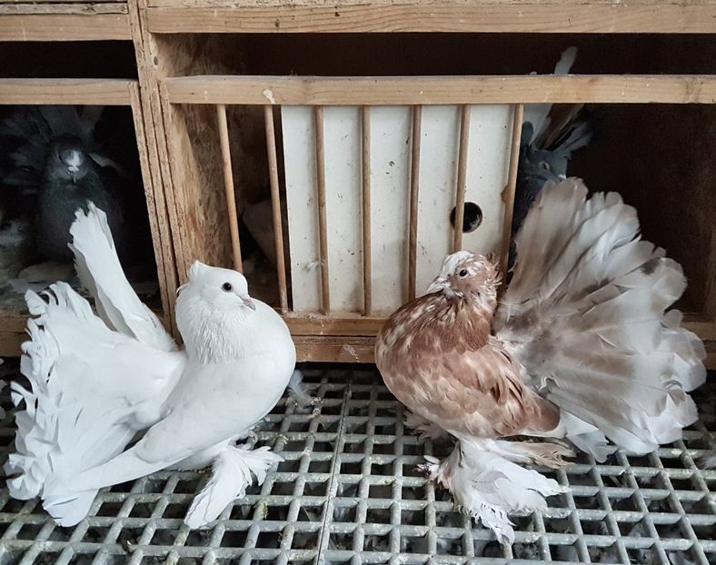  - VOLTATI INDIENI PENTRU 2023