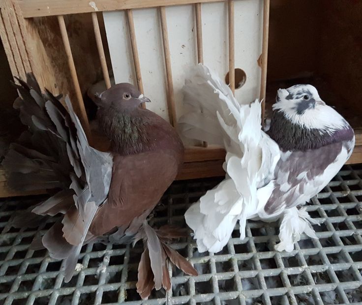  - VOLTATI INDIENI PENTRU 2023