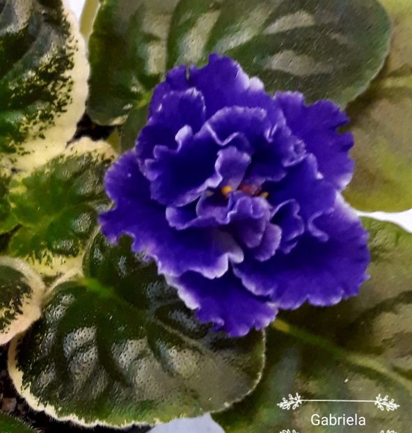 Le Luntik - AA violete africane de colectie