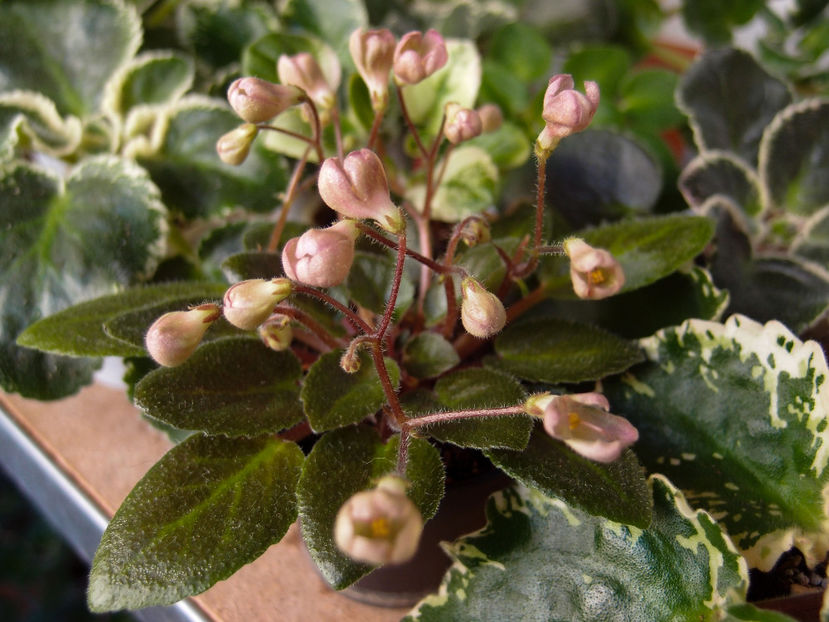 P1070433 - Morgans Sweet Patootie