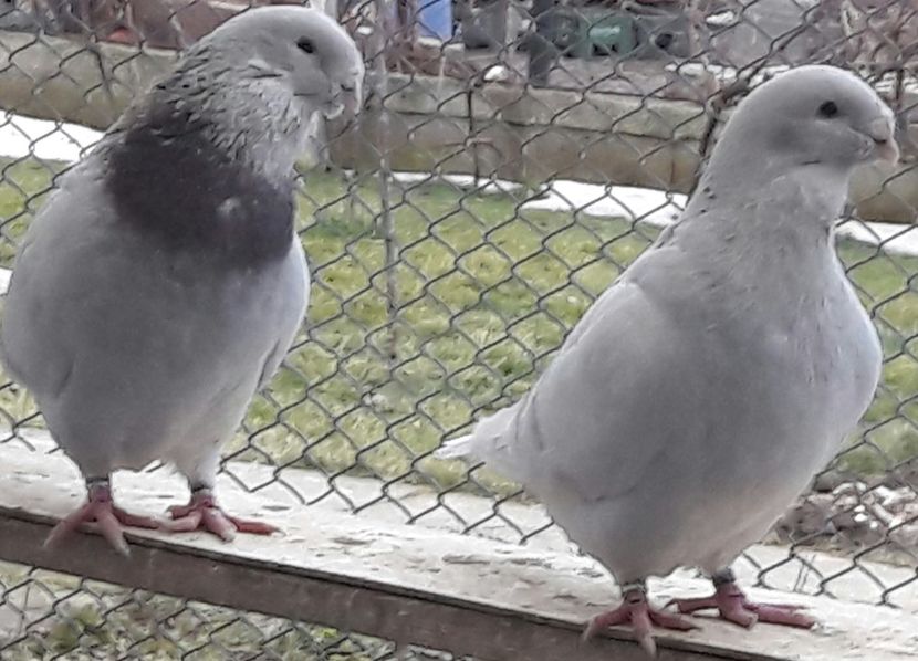 Fratelli 2016 - Top ten 2018