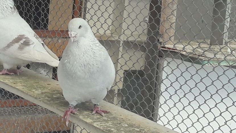 M 2017 Young - Top ten 2018