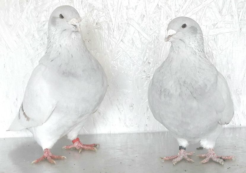 Iceberg and Cleopatra - Top ten 2018