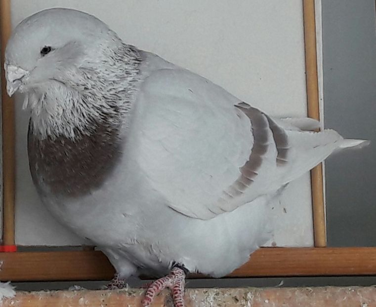 M 2016 Phortos - Top ten 2018