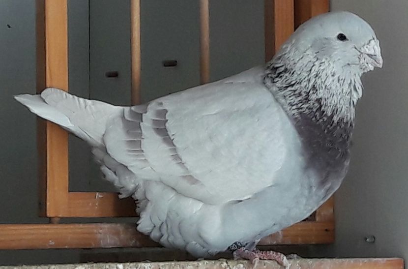 M 2016 d' Artagnan - Top ten 2018