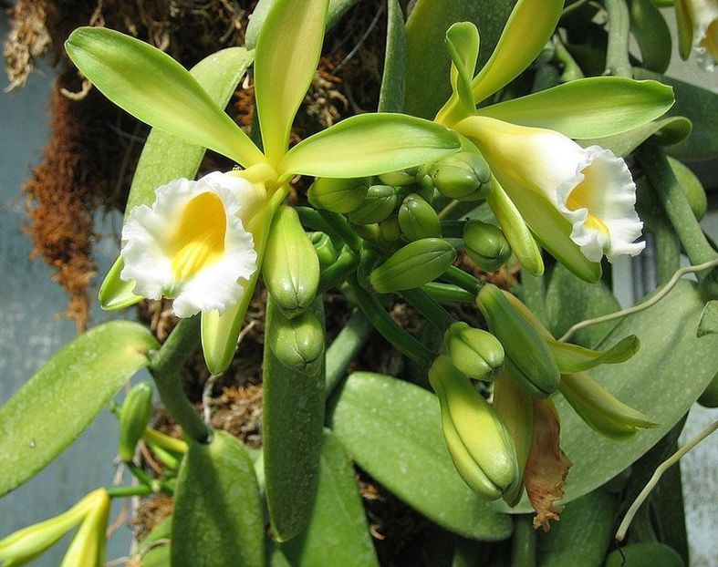 orhideea de vanilie - Noutati 2018
