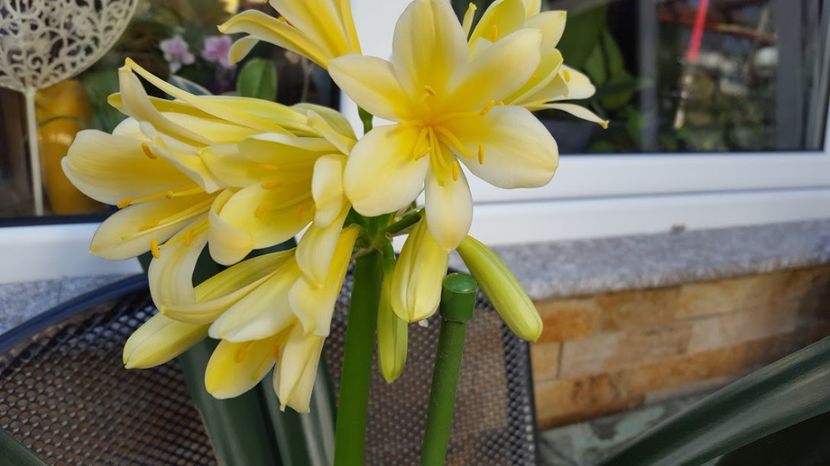  - clivia miniata yellow