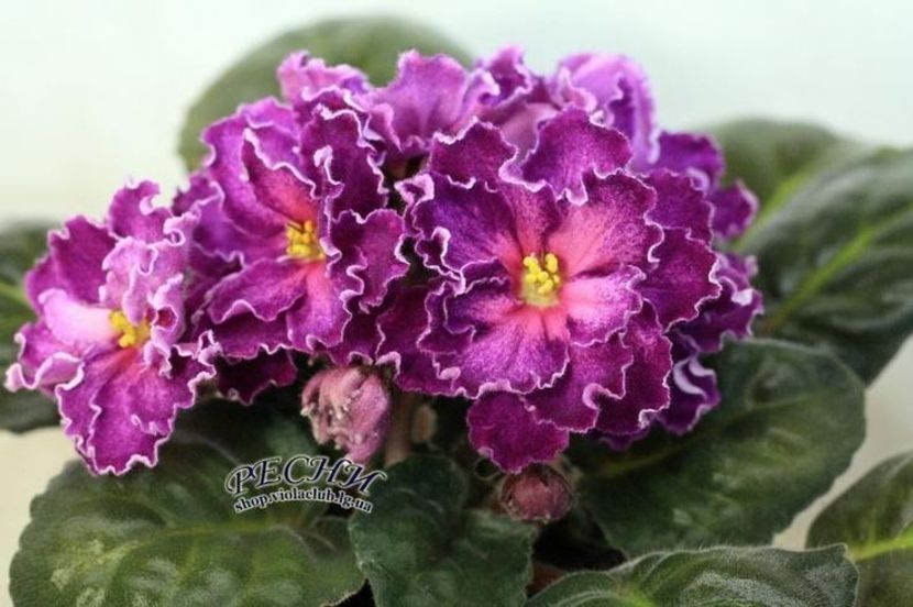 RS Grafinya de Monsoro poza net - ZZ RS Grafinya de Monsoro