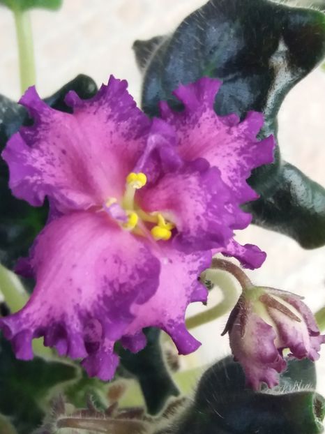 16 mar - ZZ RS Grafinya de Monsoro