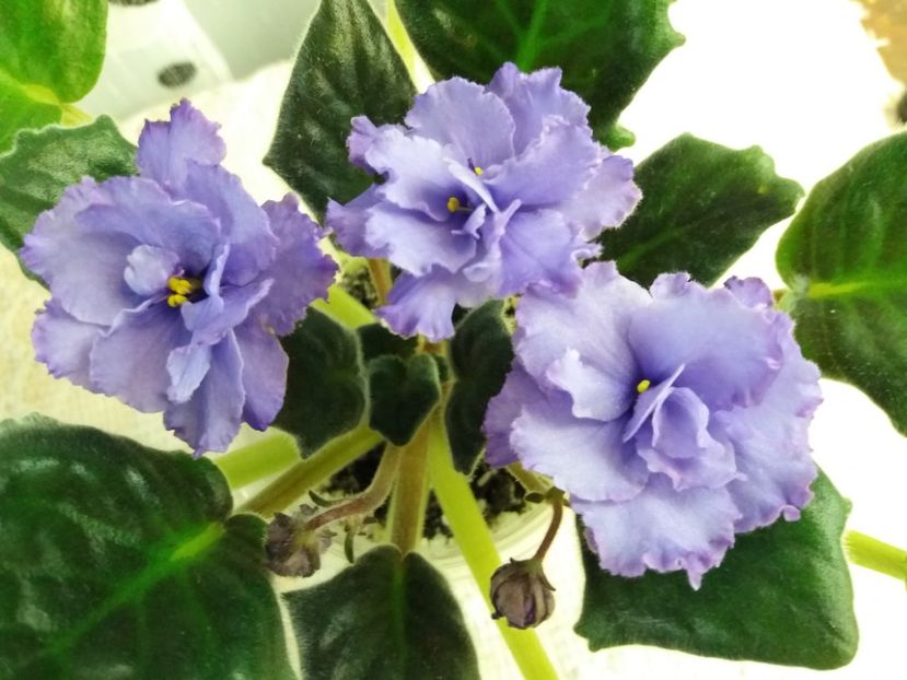 16 mar - ZZ Blue Dragon