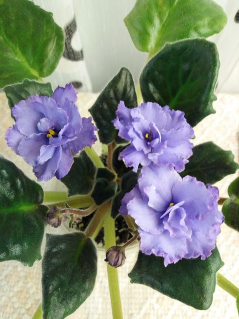 16 mar - ZZ Blue Dragon