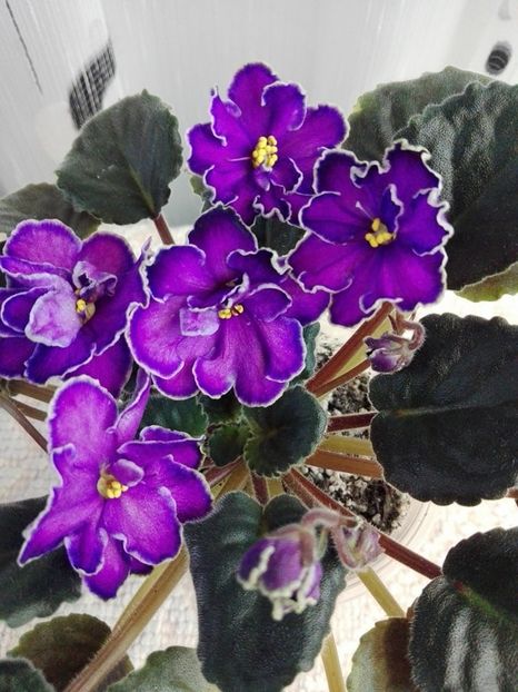 16 mar - ZZ King s Treasure