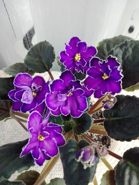 16 mar - ZZ King s Treasure