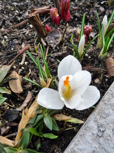  - 2018 - 01 - Primavara