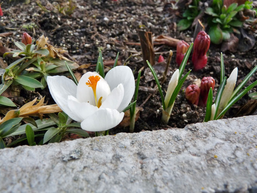  - 2018 - 01 - Primavara