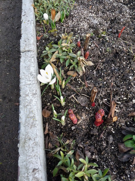  - 2018 - 01 - Primavara