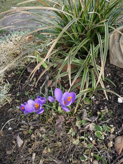  - 2018 - 01 - Primavara