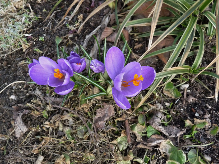  - 2018 - 01 - Primavara